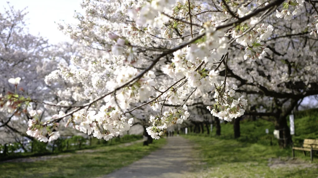 権現堂桜堤