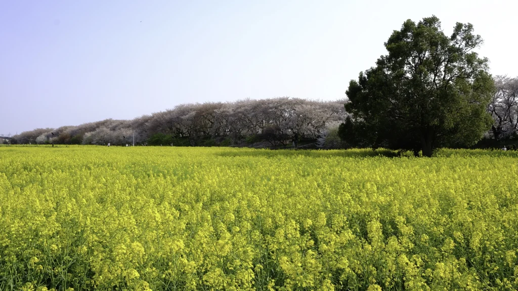 権現堂桜堤