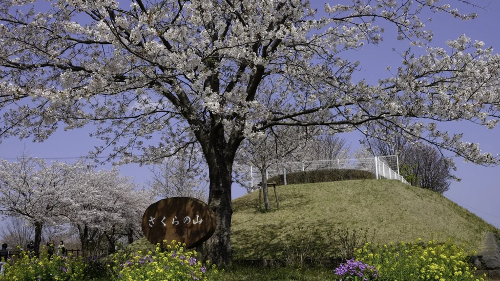 成田市さくらの山公園