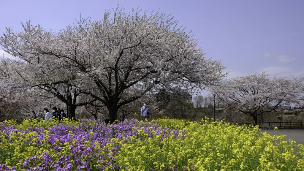 成田市さくらの山公園
