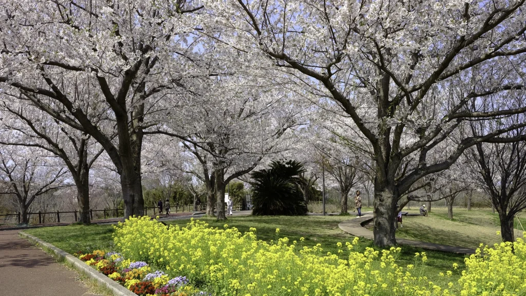 成田市さくらの山公園