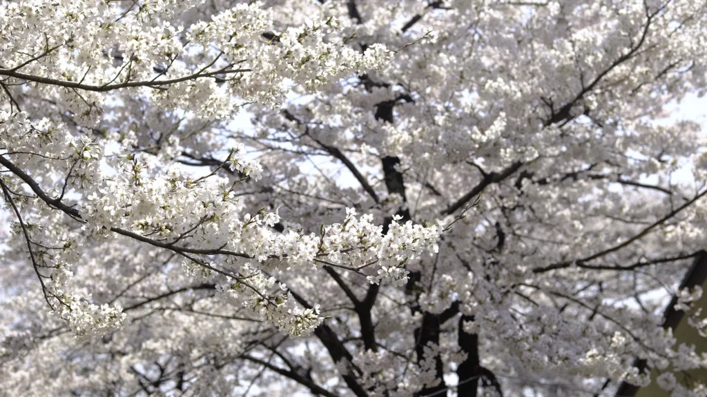 赤城南面千本桜