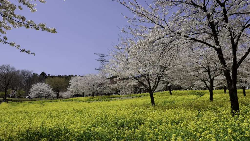赤城南面千本桜