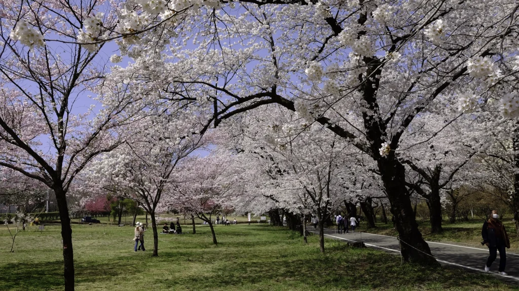赤城南面千本桜