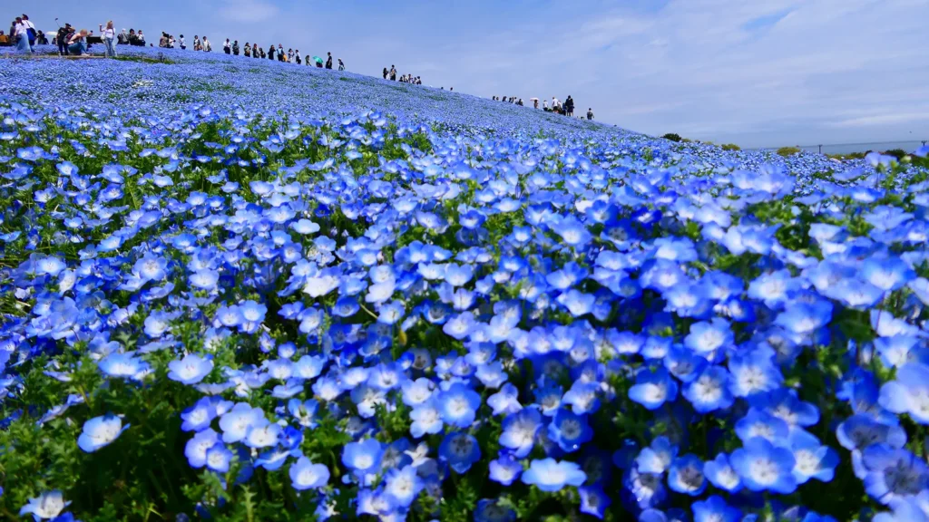 国営ひたち海浜公園のネモフィラ
