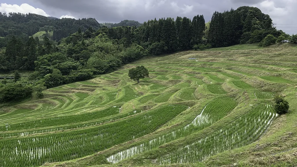 大山千枚田の遠景